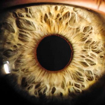 Iris Auge 10